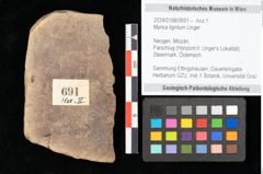 Foto (Objekt + Etikett) von Myrica lignitum Unger (NHMW-GEO-2024-0188-0691)